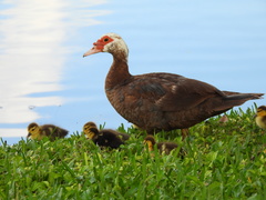 Cairina moschata domestica