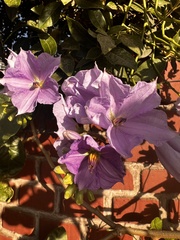 Solanum wendlandii