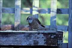 Pachycephala olivacea
