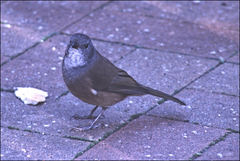 Pachycephala olivacea