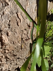 Podarcis pityusensis