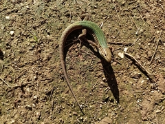 Podarcis pityusensis