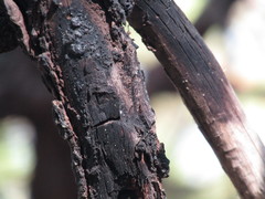 Distoleon canariensis