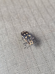 Agrilus sexguttatus