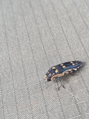 Agrilus sexguttatus