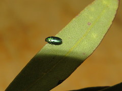 Neocuris