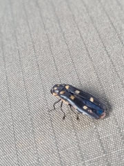 Agrilus sexguttatus