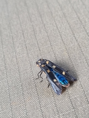 Agrilus sexguttatus