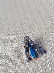 Agrilus sexguttatus