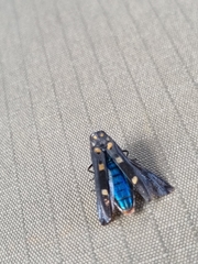 Agrilus sexguttatus