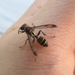 Polistes stigma