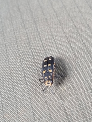 Agrilus sexguttatus