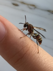 Polistes stigma