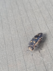 Agrilus sexguttatus