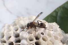 Polistes stigma
