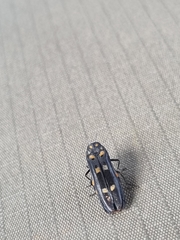 Agrilus sexguttatus