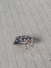 Agrilus sexguttatus