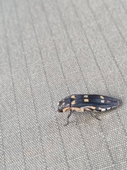 Agrilus sexguttatus