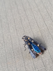 Agrilus sexguttatus