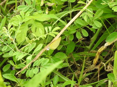 Eurema brigitta rubella