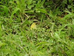 Eurema brigitta rubella