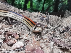 Oligodon octolineatus