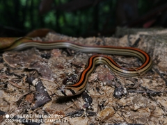 Oligodon octolineatus