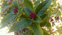 Viburnum tinus