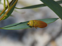 Castiarina flava