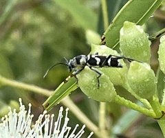 Chlorophorus curtisi