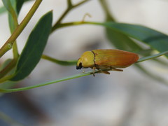 Castiarina flava