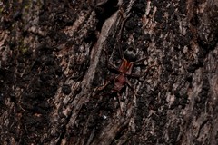 Cremys diophthalmus