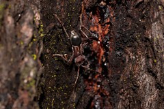 Cremys diophthalmus