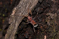 Cremys diophthalmus