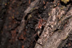 Cremys diophthalmus
