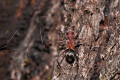 Cremys diophthalmus