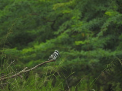 Ceryle rudis travancoreensis