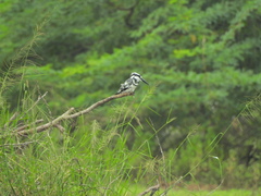Ceryle rudis travancoreensis
