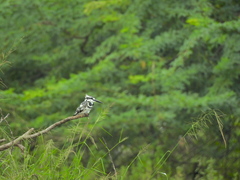 Ceryle rudis travancoreensis