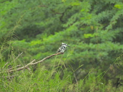 Ceryle rudis travancoreensis