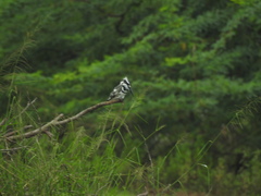 Ceryle rudis travancoreensis