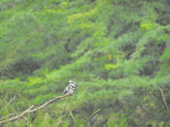 Ceryle rudis travancoreensis