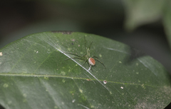 Araneus viridisomus