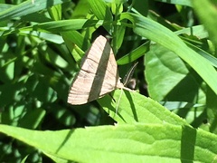 Zanclognatha pedipilalis