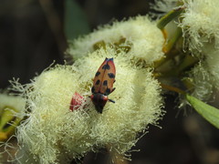 Castiarina gardnerae