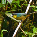 Iridosornis Tanagers - Photo (c) David Cook Wildlife Photography, some rights reserved (CC BY-NC)