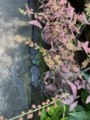 Christia vespertilionis