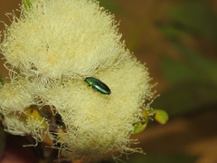 Neocuris