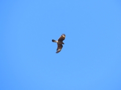 Daptrius chimango chimango