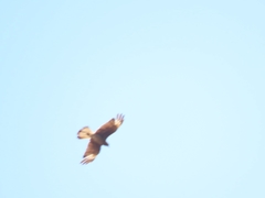 Daptrius chimango chimango